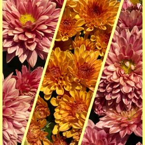 オクラ,キク,センニンソウ,ニチニチソウ,ミニトマトの画像