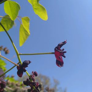 アケビ,アケビ,アケビ,アケビ,アケビの画像