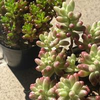 オーロラ,レッドベリー,多肉植物,セダム属の画像