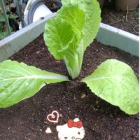 白菜,プランター栽培,白菜の栽培,種蒔きからの栽培,種蒔きからの野菜栽培の画像