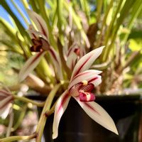 コリウス,ハツユキカズラ,ヘツカラン,ヘツカラン,ヘツカランの画像