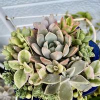 多肉寄せ植え,我が家のお花の画像