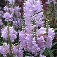 鉢植え,ガーデニング,植え込み,大谷翔平,ハナトラノオ(花虎の尾）の画像