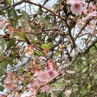 サクラ,サザンカ,ヒマワリ,リンゴ,十月桜の画像
