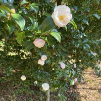 サザンカ,ハナトラノオ,外出先,音楽寺,秩父公園橋の画像