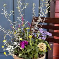 寄植え,玄関アプローチの画像