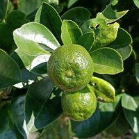 キンカンの画像