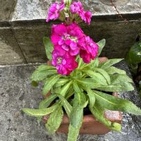 ストック,花のある暮らし,家庭菜園,玄関アプローチの画像
