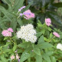 セージ,シモツケ ,花のある暮らし,庭の画像