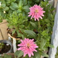エキナセア,エキナセアミニベル,花のある暮らし,玄関アプローチの画像