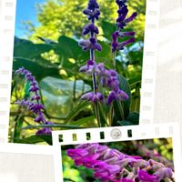 ガーデニング,可愛いお花♡,鉢植えの花,癒されて❤️,垣根の下の画像