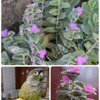 多肉寄せ植え,毎月15日はいちごの日,バラと夢CLUB,木曜モフモフ,ミッチの会の画像