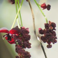 アケビ,アケビ,ユリ,ビオラ,コンペイトウの画像