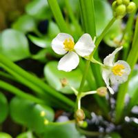 オモダカ,ホテイアオイ,オモダカの実,山野草,花後の画像