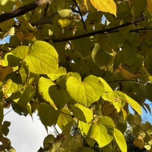 カツラ,紅葉（こうよう）,北海道,札幌,日本固有種の画像