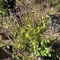ホーリーバジル,丹波山芋,丹波山芋,ホーリーバジルこぼれ種,家庭菜園の画像