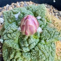 サボテン,亀甲牡丹,アリオカルプス ゴジラ,サボテンの花,木曜日の画像