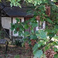 アカマンマ,カシワバアジサイ,イヌタデ,吉祥草,フユノハナワラビの画像