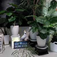 エバーフレッシュ,観葉植物の画像