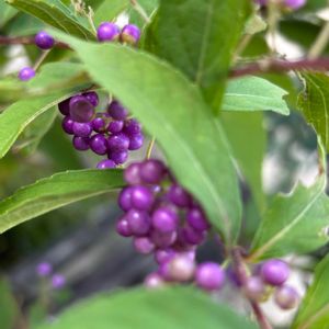 コムラサキ,ナチュラルガーデン,可愛い実,虫食い,お庭の花たちの画像