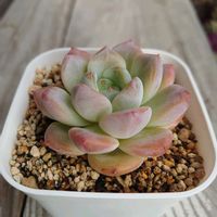 白牡丹,シルバースター,エバーフレッシュ,エバーフレッシュの花,シックモンローの画像