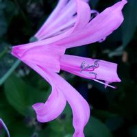 クルクマ,皇帝ダリア,ネリネ,ダイヤモンドリリー,折れましたの画像