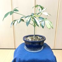 シェフレラ,観葉植物,可愛い,心の安らぎ,穏やかな安らぎと癒し♪の画像