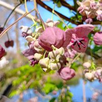アケビ,アケビ,クサボタン,クサボタン,アケビの花の画像