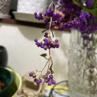 ムラサキシキブの画像
