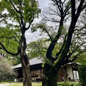 メグスリノキ,ヤマザクラ,樹皮,東京国立博物館,巨木古木の木曜日の画像