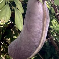 アケビ,アブチロン,ツツジ,キョウチクトウ,ビレアの画像