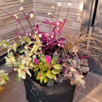 カレックス,アカバセンニチコウ,秋の寄せ植え,斑入りジュズサンゴ　絣,寄せ植えの画像