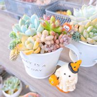 多肉植物,多肉寄せ植え,ハロウィン,多肉植物のある暮らし,ハロウィン月間の画像