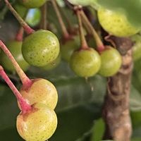 マンリョウ,マンリョウ,地植え,庭の画像