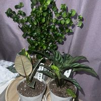 ゴムの木,ベンジャミン・バロック,カラテア,ゴムの木 ルビー,植物のある暮らしの画像
