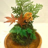 シノブゴケ,山紅葉,苔玉,キッチン,玄関アプローチの画像