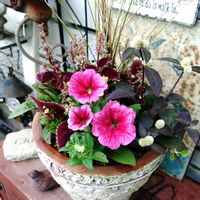 ペチュニア,寄せ植え,可愛い,庭の花,癒しの画像