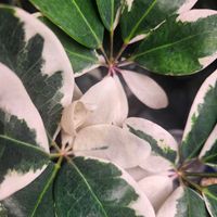 シェフレラ,白斑,観葉植物,一夜干しの画像