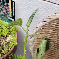 なんだっけ(笑),花のある暮らし,緑のある暮らし,GSに感謝。,プチ家庭菜園の画像