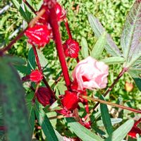 ローゼル,アオイ科,花散歩,花のある暮らし,植物のある暮らしの画像