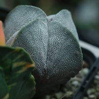 ハオルチア,多肉植物,観葉植物,塊根植物,サボテン科の画像