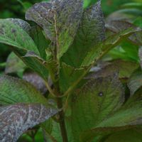 ハオルチア,多肉植物,観葉植物,塊根植物,サボテン科の画像