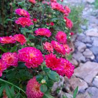 ルコウ草,ガーデンマム　ジジ　コーラル,ナチュラルガーデン,お花のある生活,元気もらえるの画像