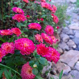 ルコウ草,ガーデンマム　ジジ　コーラル,ナチュラルガーデン,お花のある生活,元気もらえるの画像