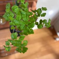 ピレア,観葉植物,インテリアの画像