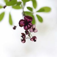 アケビ,アケビ,ミツバアケビ,ミツバアケビ,山野草の画像
