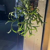 珍奇植物,植物のある暮らし,ビザールプランツ,植中毒, ビカクシダの画像