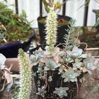 子持ち蓮華,玄関アプローチの画像