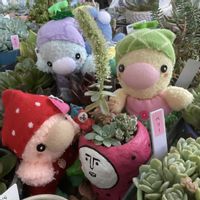 子持ち蓮華,七福美尼,毎月15日はいちごの日,45さん韓国苗,寝落ち倶楽部の画像