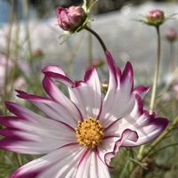 イヌタデ,ハヤトウリの蕾（雌花）,ハヤトウリの実,乙女のコスモス,乙女のコスモスの画像